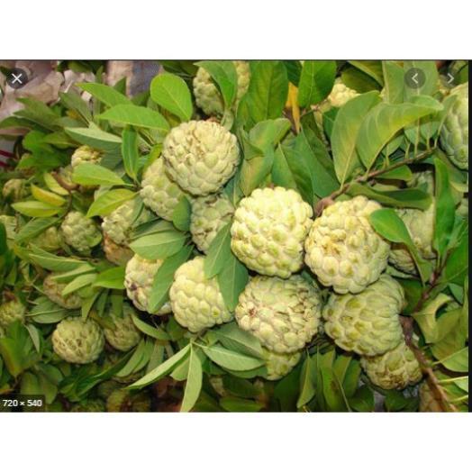 Sản phẩm Cây Ăn Trái cây na dai chuẩn giống F1