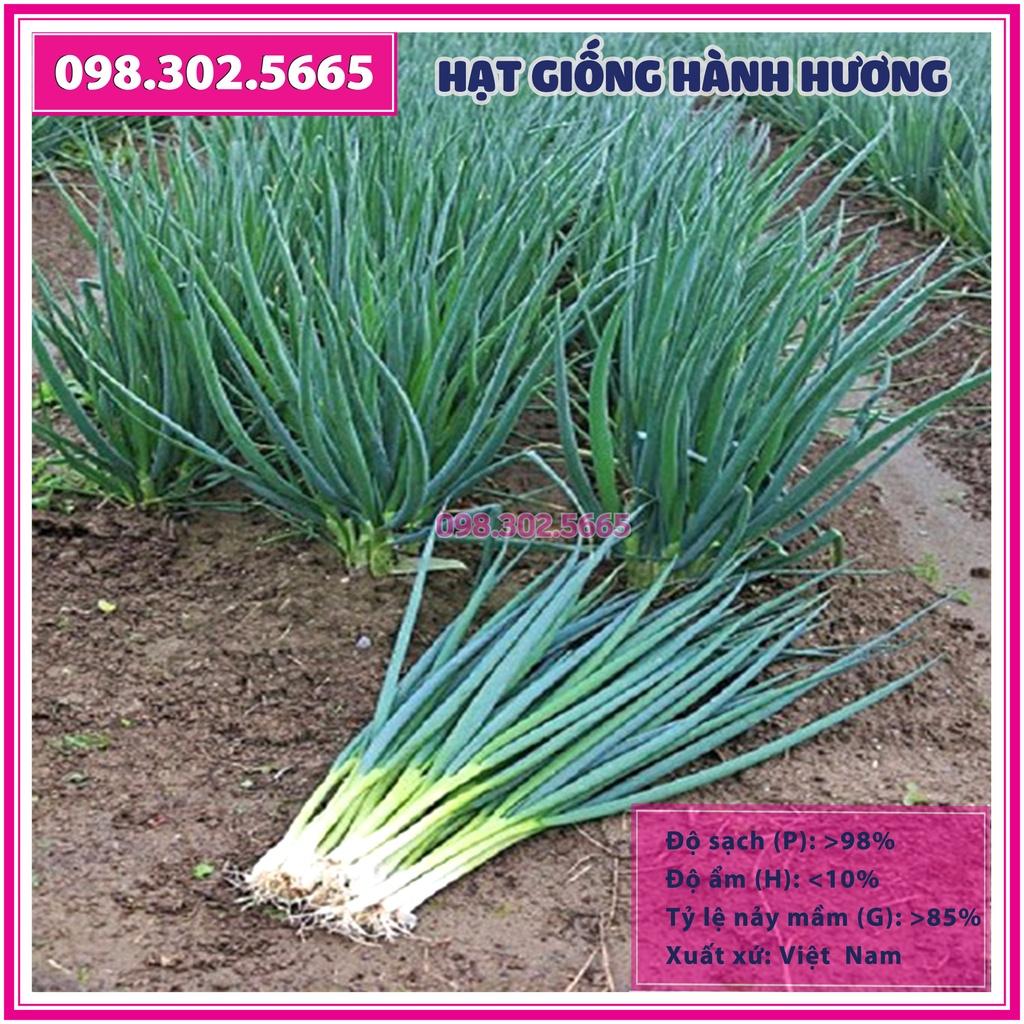 Hạt giống hành hương, hành lá, hành hoa - gói 5 gam - Năng suất cao, kháng sâu bệnh