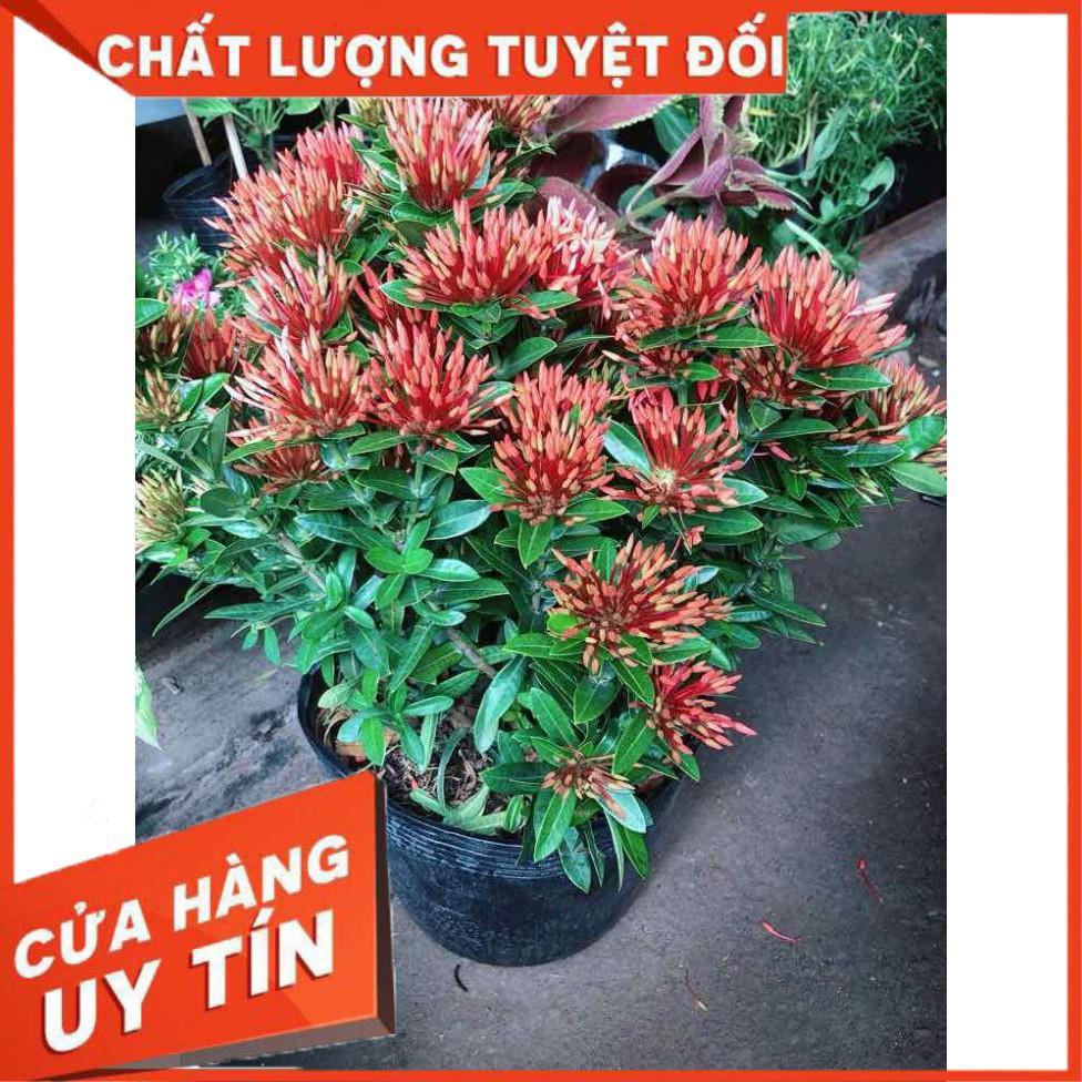 Cây trang thái đỏ Nhiều Người Mua