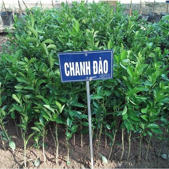 Cây giống chanh đào chuẩn giống F1 3 tháng ra quả vỏ mỏng ruột hồng mùi thơm