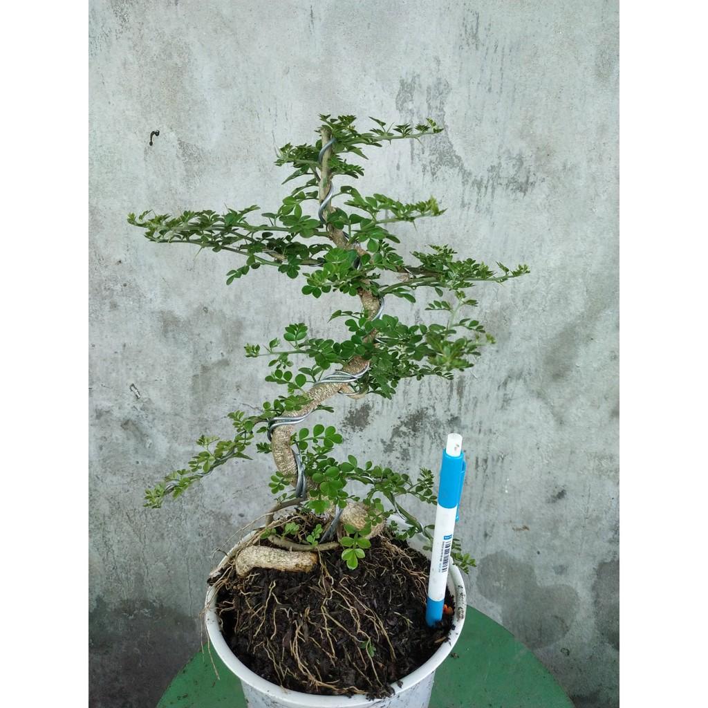 Cây Cần Thăng - Cây cảnh Bonsai + Tặng phân bón cho cây