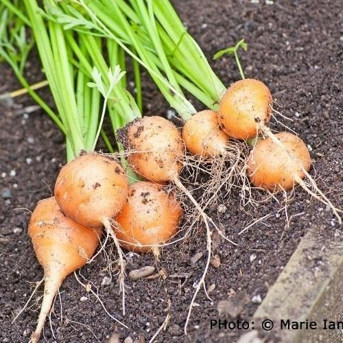 Hạt Giống Cà Rốt Củ Tròn Paris KNS3271 - Gói 50 hạt