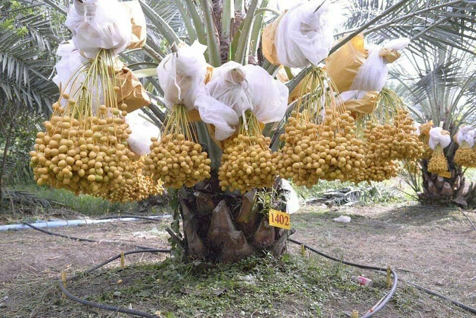 CÂY GIỐNG CHÀ LÀ LÙN SIÊU QUẢ. .