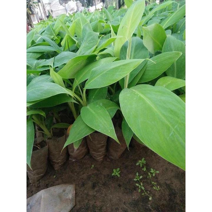 Cây giống Chuối Cau .