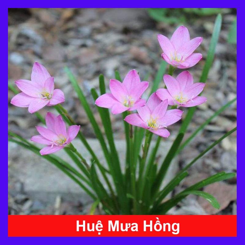 Cây Huệ Mưa (Hồng) - cây cảnh trồng sân vườn lối đi