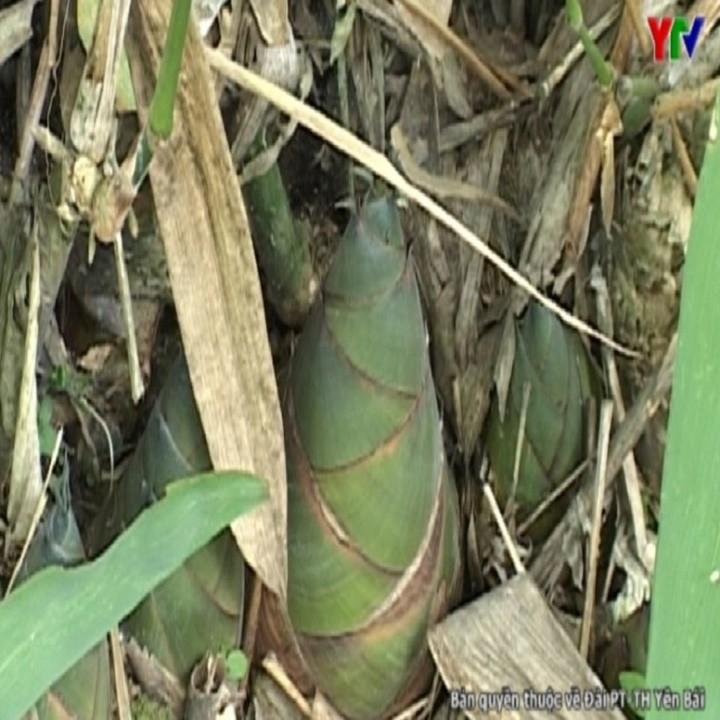 COM BO 2 CÂY GIỐNG MĂNG BÁT ĐỘ