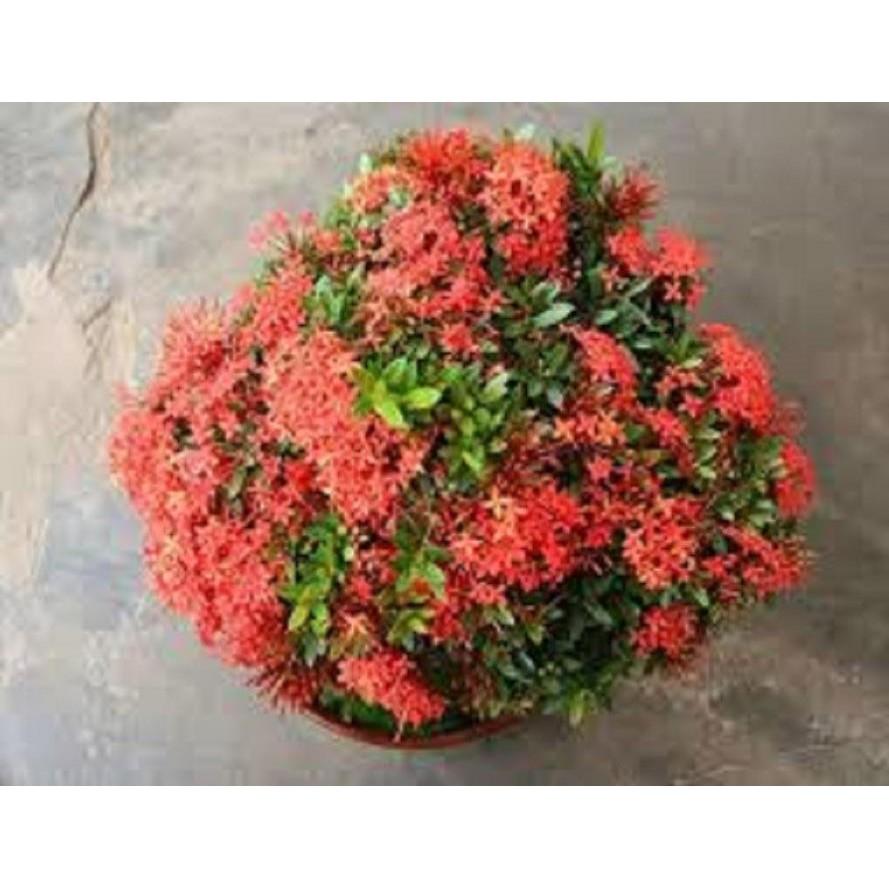 Hoa mẫu đơn bỉ- màu đỏ đẹp, dòng lá nhỏ dày