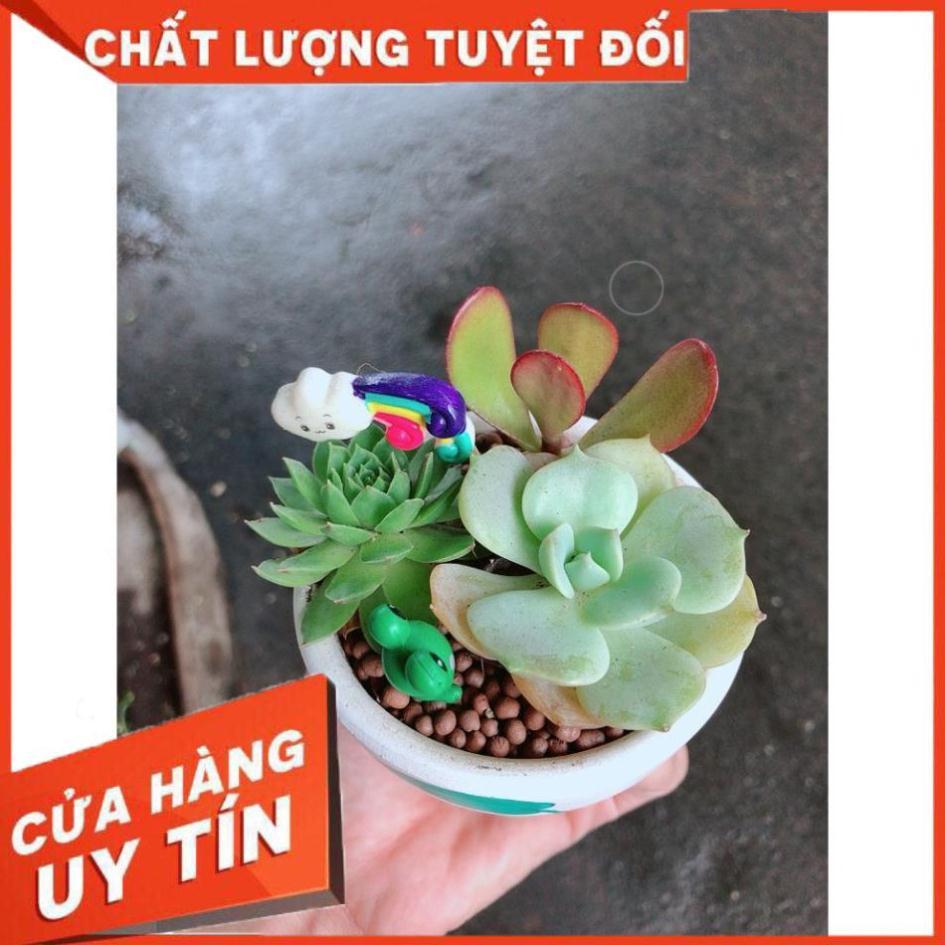 Chậu sen đá tiểu cảnh 9