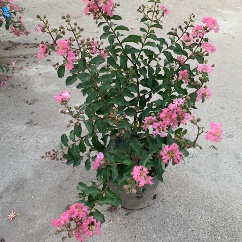 Cây hoa tường vi hồng cao 35 - 45cm, hoa nở rộ cực đẹp, rất dễ trồng và chăm sóc, cây hoa cảnh trồng trang trí sân vườn