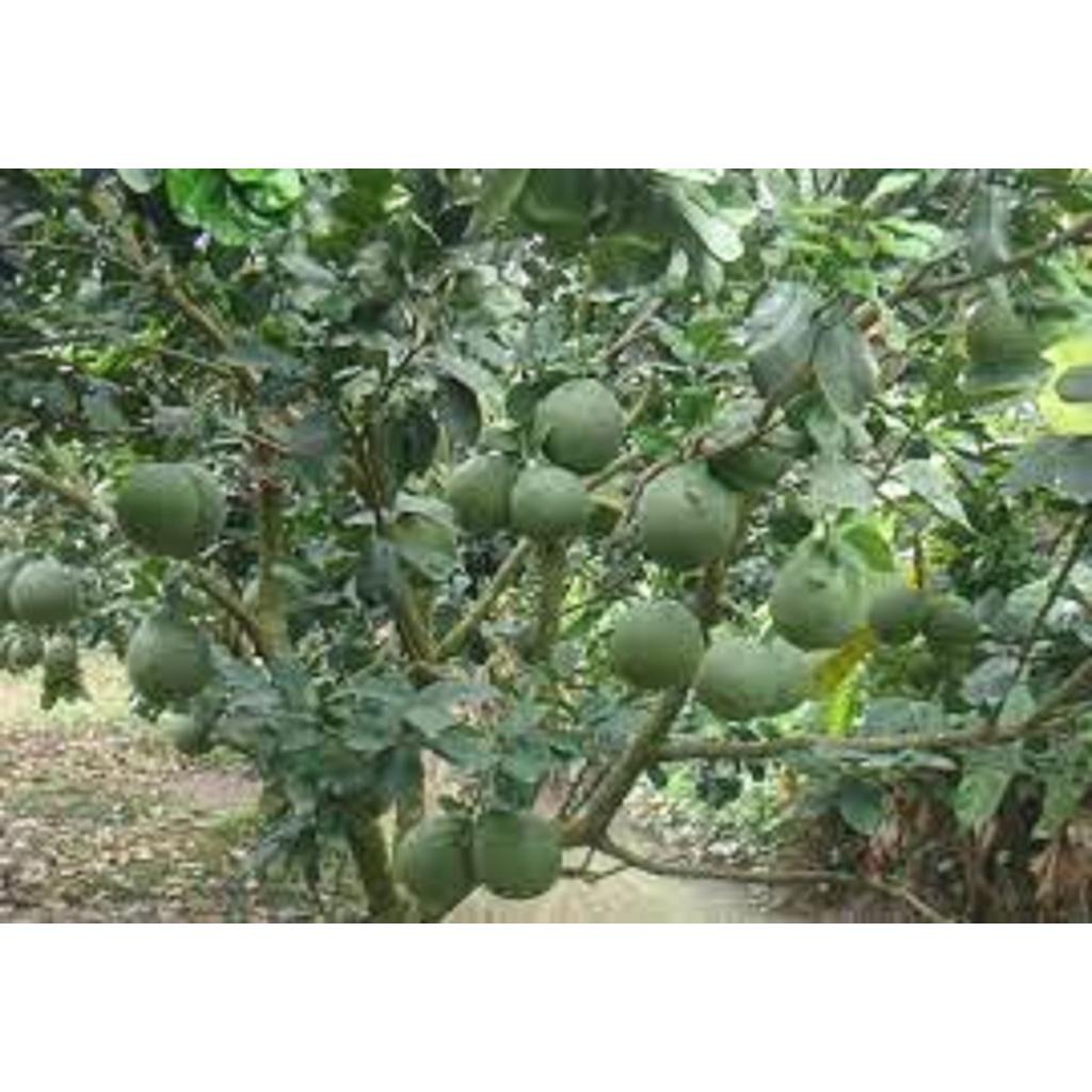 Cây giống Bưởi Da Xanh RUỘT HỒNG