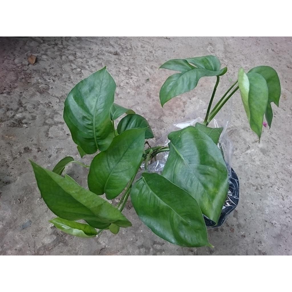 Cây Trầu Bà Lá Khía - cây cảnh để bàn + tặng phân bón cho cây mau lớn