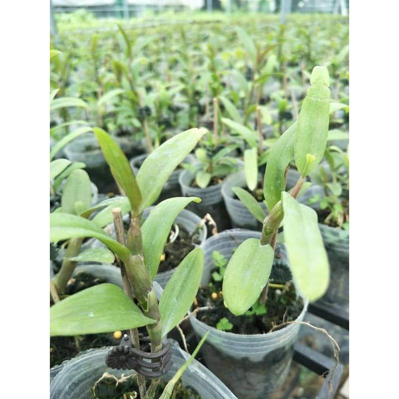 Hoa phong lan Hồng Búp Bê