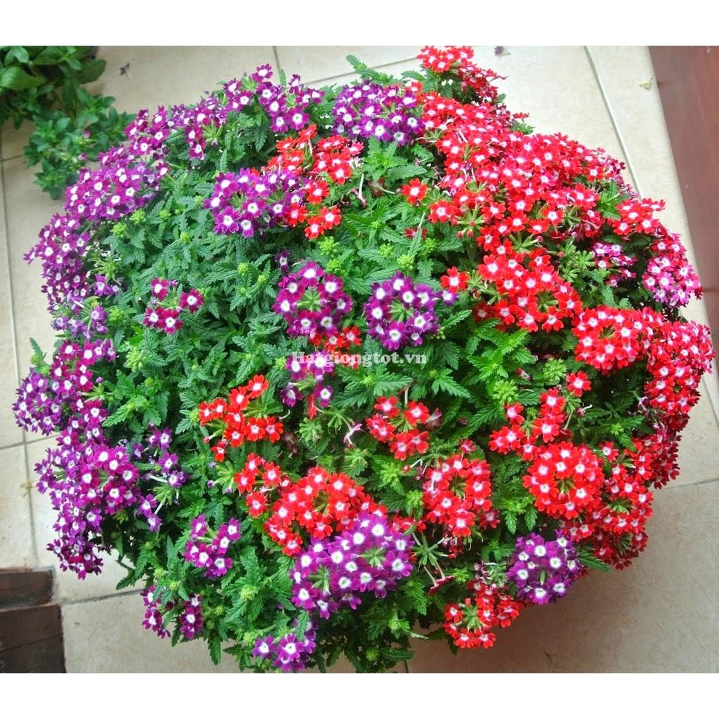 Hạt giống hoa vân anh Nhiều màu - gói 50 hạt