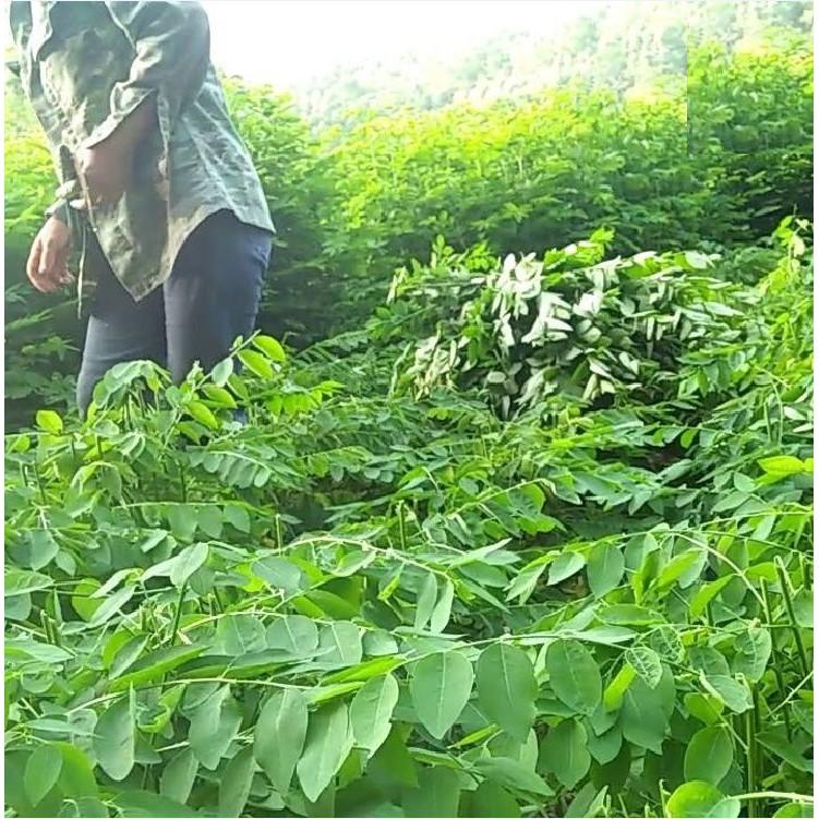 COMBO 3 gói hạt giống rau ngót