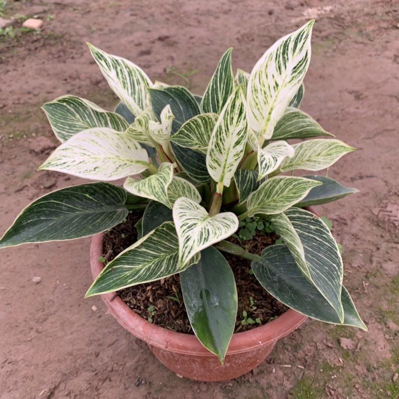 Cây trầu bà kim cương 2-3 gốc nhánh, màu sắc độc đáo, ấn tượng, cây cảnh phong thuỷ để bàn, trang trí nội thất, sân vườn