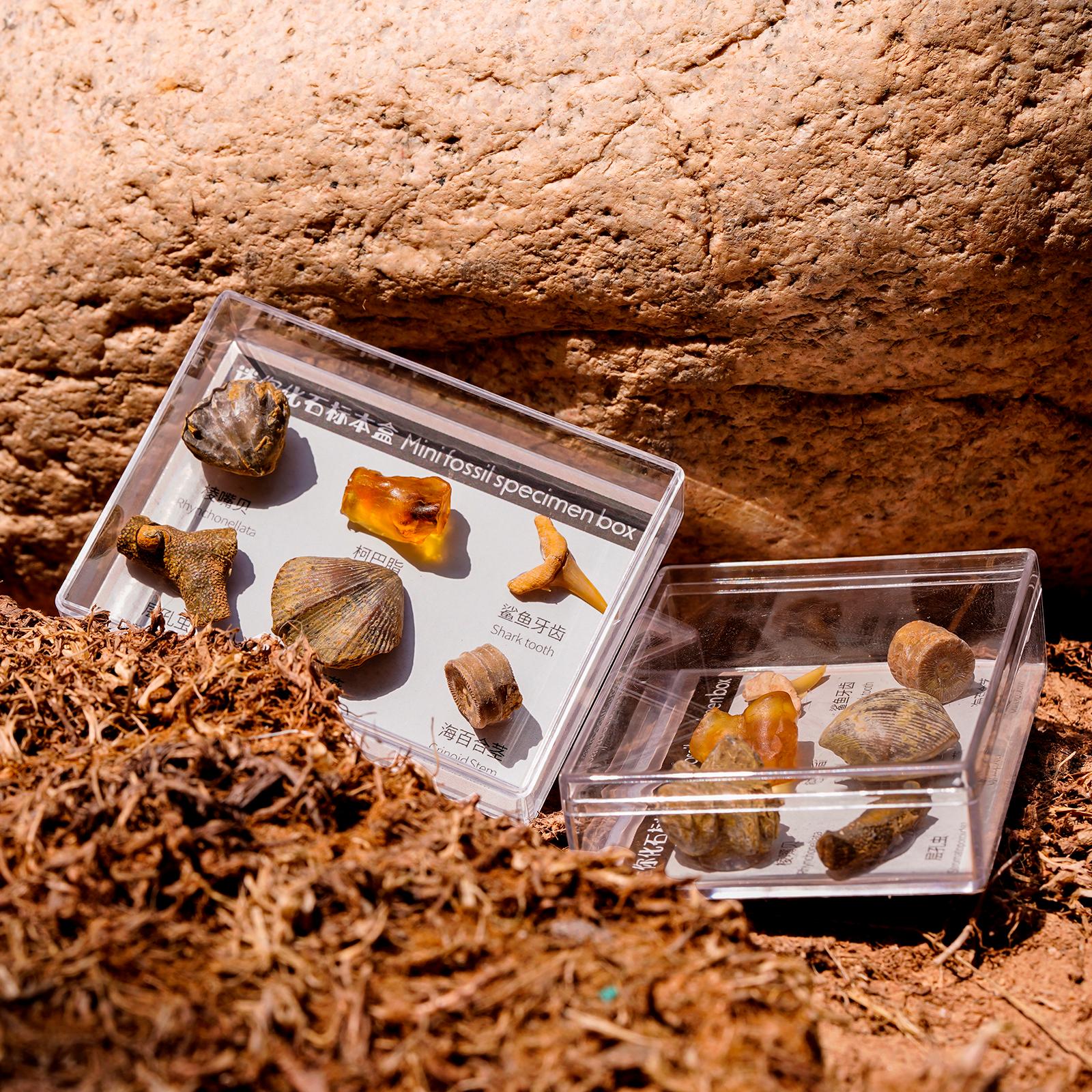 6Pcs Mineral Specimens Natural Stone Collectible Samples Home Decor