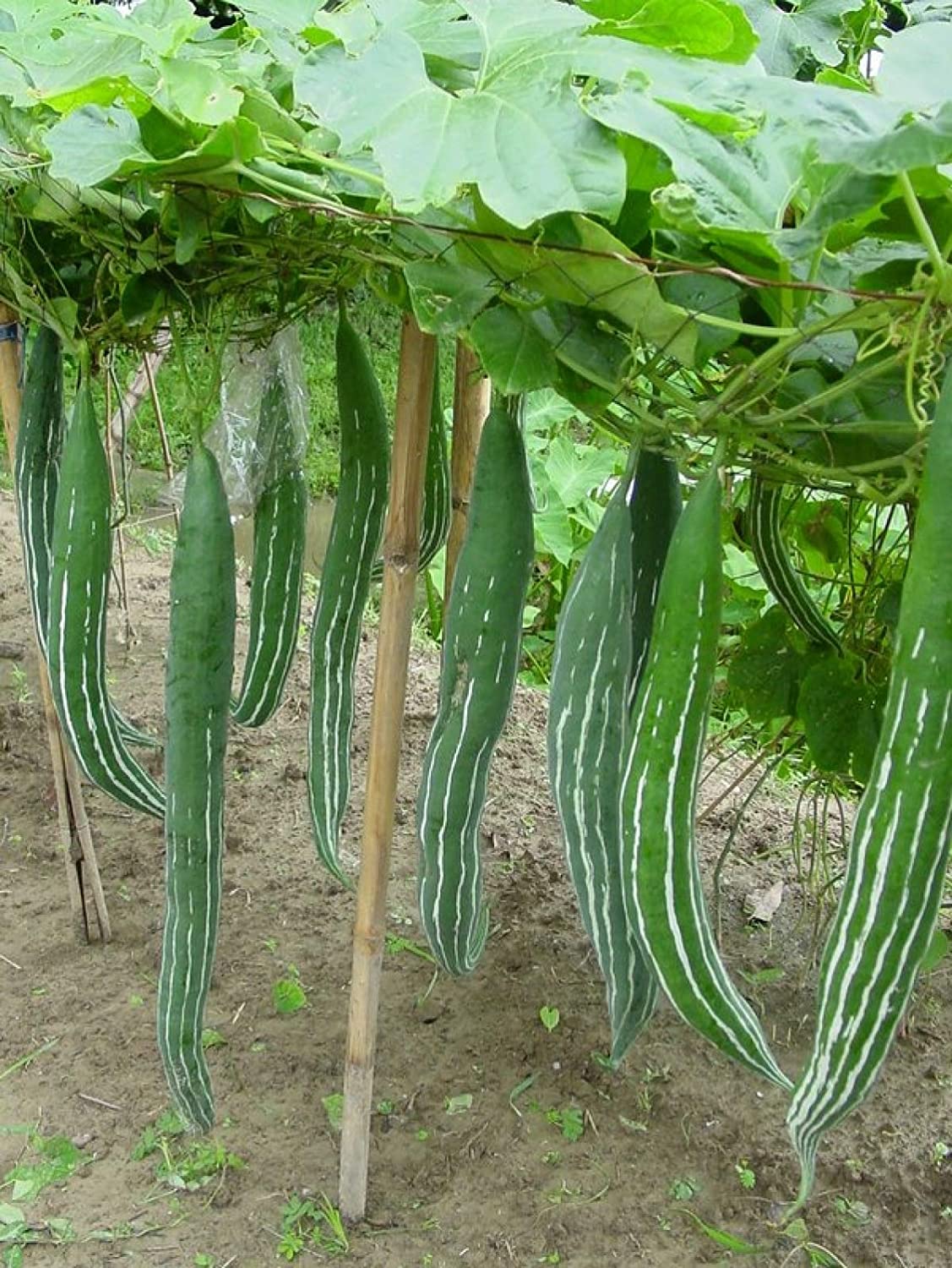 1 gam hạt giống cây mướp rắn Snake Gourd