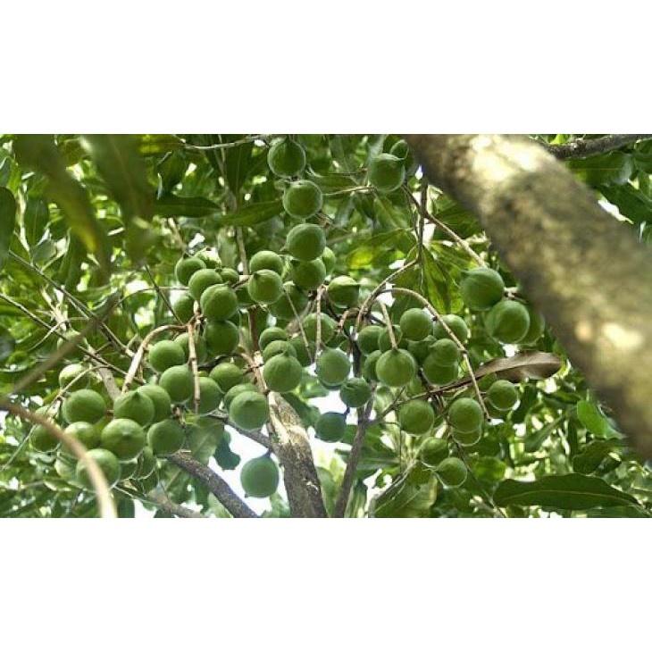 Cây Sấu giống