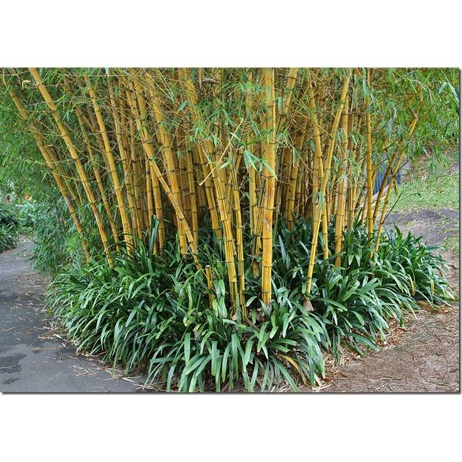 Cây tre vàng, tre vàng sọc xanh giống -cây vừa làm cảnh, vừa thu măng - cây giống tách khóm gốc mẹ