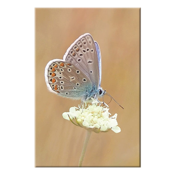 Tranh Canvas "Bướm Và Hoa" W141