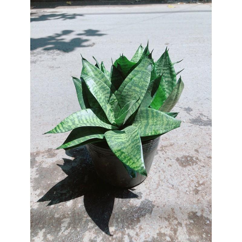 Lưỡi Hổ Sansevieria Trifasciata