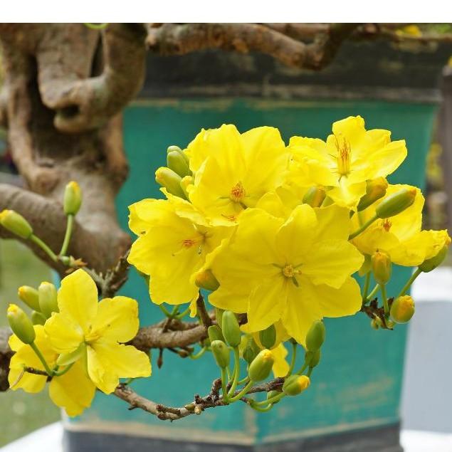 Hạt giống hoa mai vàng 5 cánh - loại cánh to hoa chùm - 1 gói 25 hạt