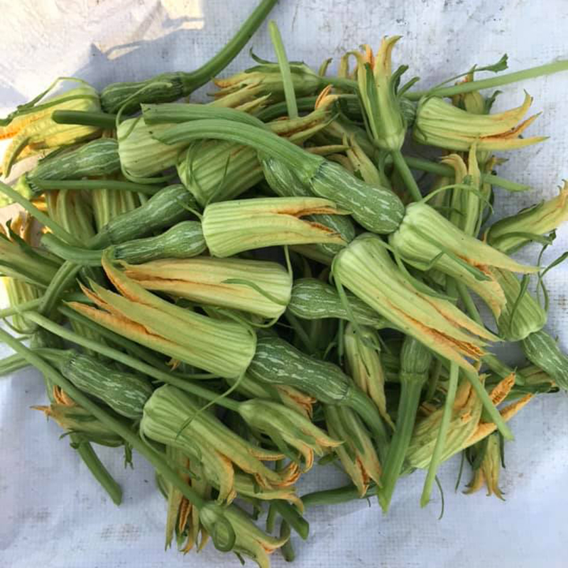 Hạt giống Bí nụ lai F1 GITA 33