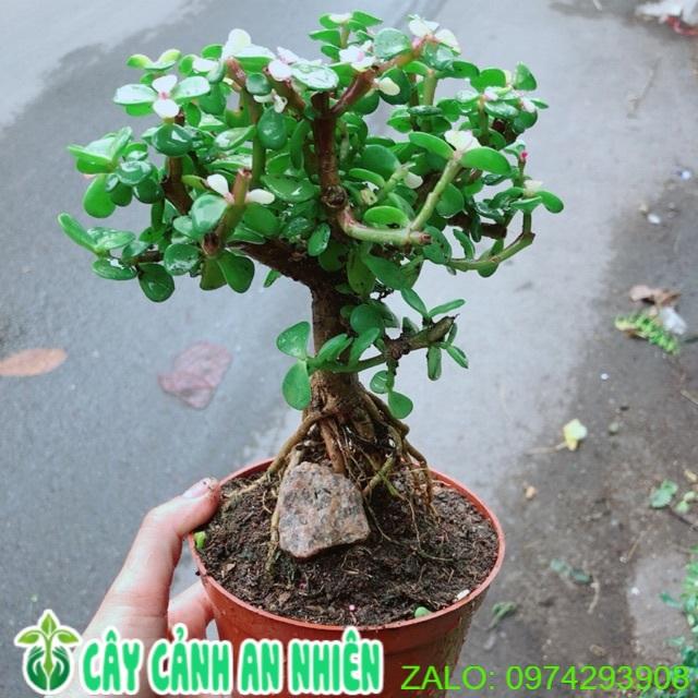 Cây Đô La Thân Cổ Thụ