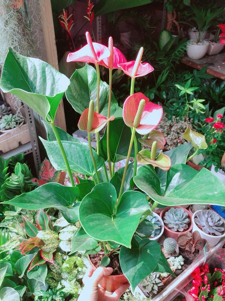 Hồng Môn Hồng