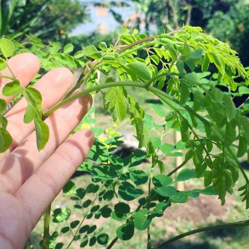 Hạt Cây Giống Chùm Ngây F1-Gói 20 hạt/tặng kèm gói phân bón lót