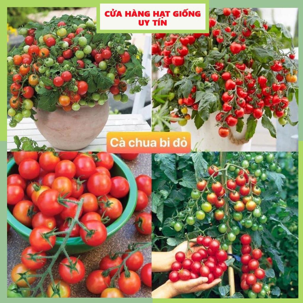Hạt giống cà chua bi đỏ F1 Loại Siêu Dễ Trồng