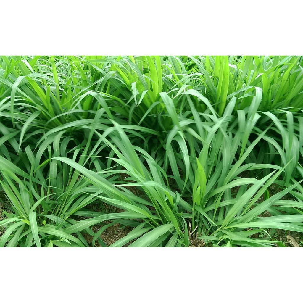 Hạt giống cỏ chăn nuôi RUZI 100g - cỏ chịu giẫm đạp