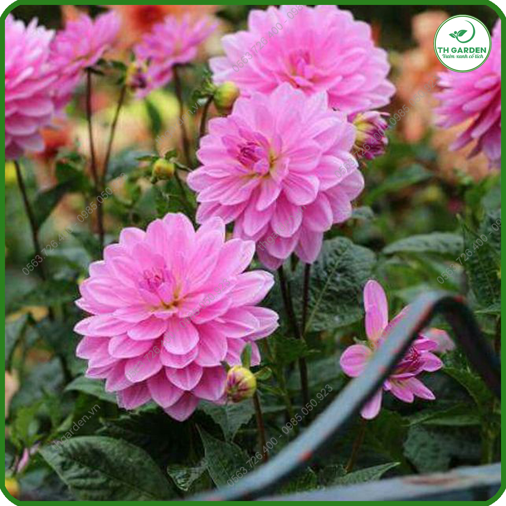 Hạt Giống Hoa Thược Dược Mix Nhiều Màu TH Garden - Hạt Giống Dễ Trồng Dễ Chăm Sóc, Hoa Thơm, Bền Màu, Lâu Tàn