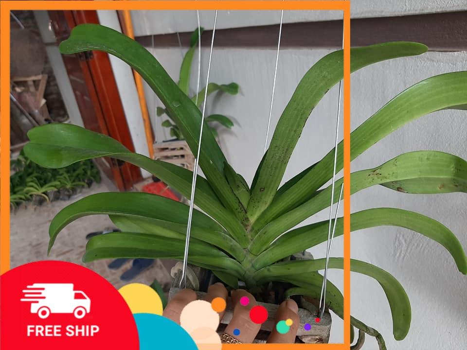 Hoa lan Đai Châu - Nghinh Xuân - Ngọc Điểm ĐỦ MÀU ĐANG NỤ cây đẹp sản phẩm mới