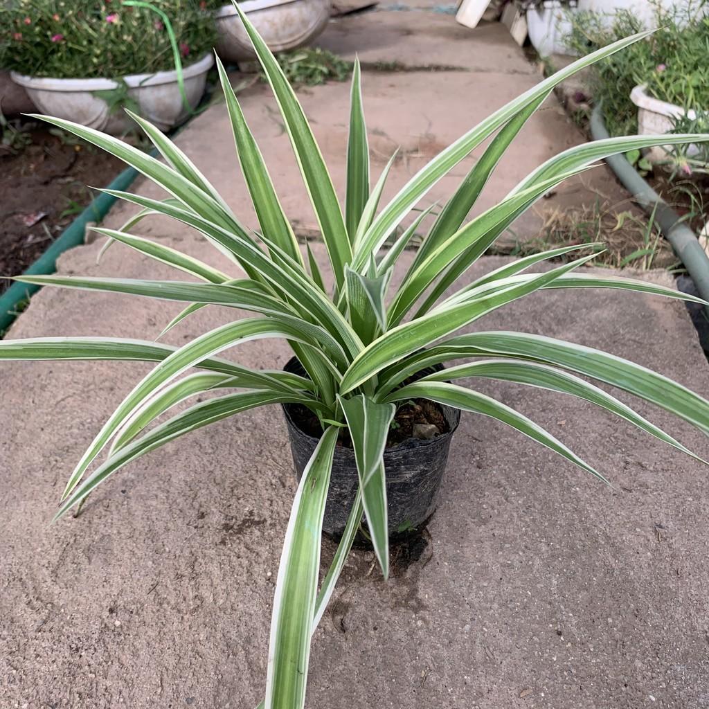 Cây đuôi công táo xanh để bàn cao 25cm, bản lá to tươi tốt quanh năm, cây phong thuỷ trồng nội thất và để bàn