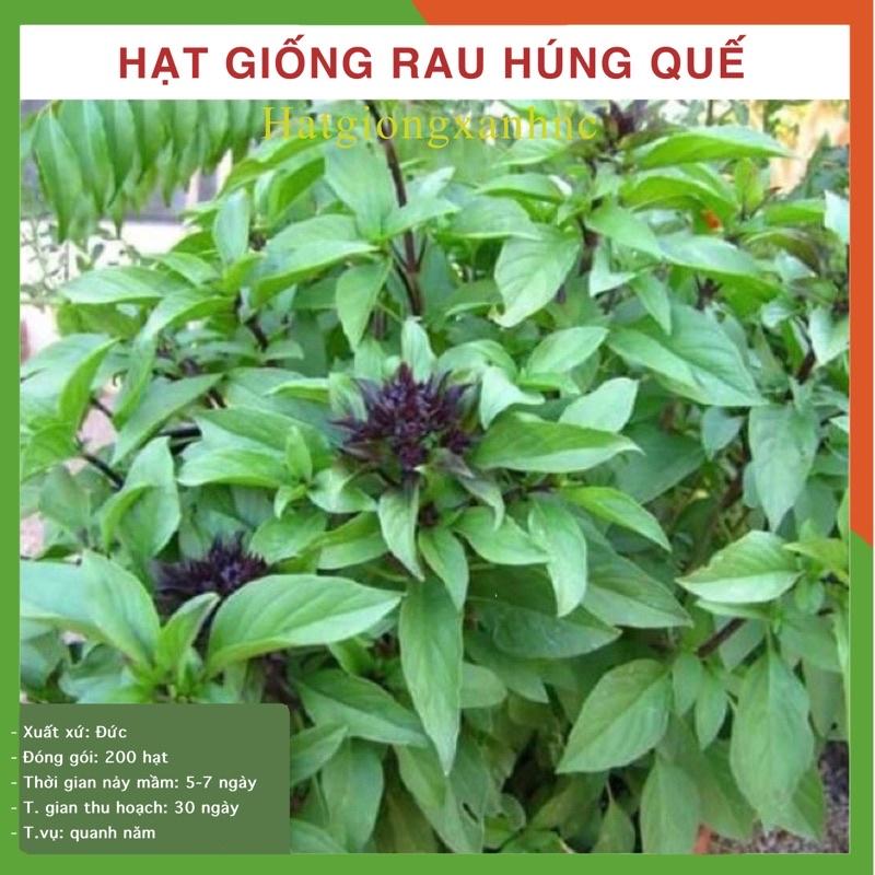 Hạt giống rau húng quế gói 200 hạt, rau gia vị, dễ trồng - tỷ lệ này mầm cao