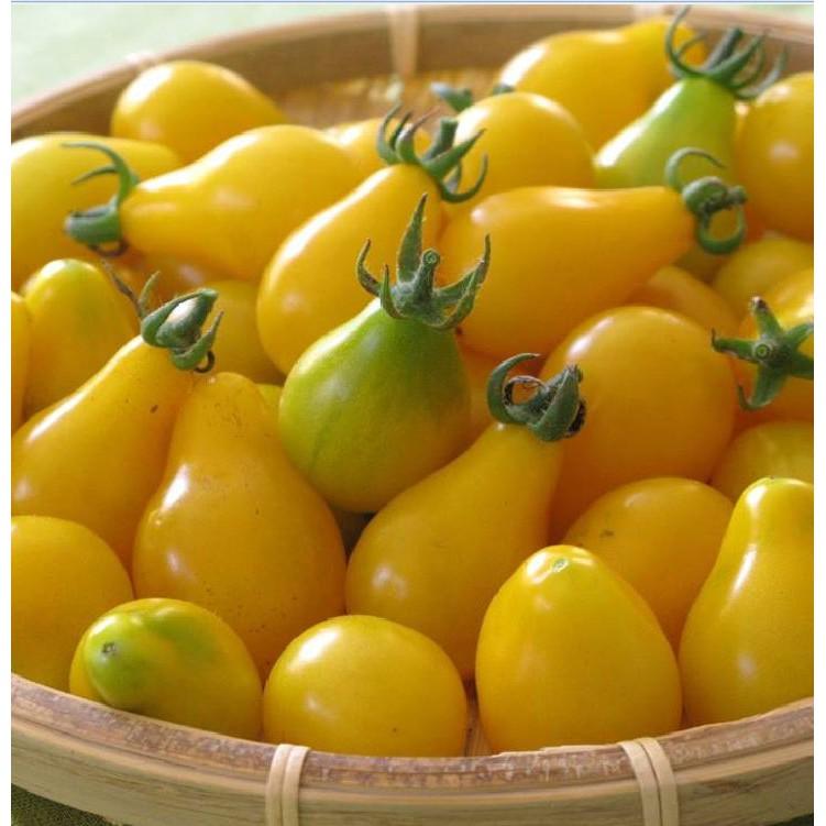 Hạt giống cà chua quả trái lê vàng - 30 hạt/gói