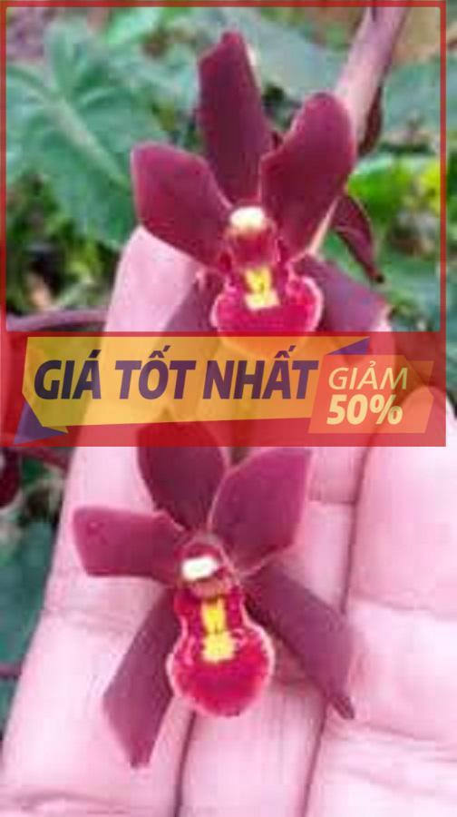 Combo 5 thân LAN KIẾM ĐỎ VÙNG TÂY BẮC UY TÍN CHẤT LƯỢNG