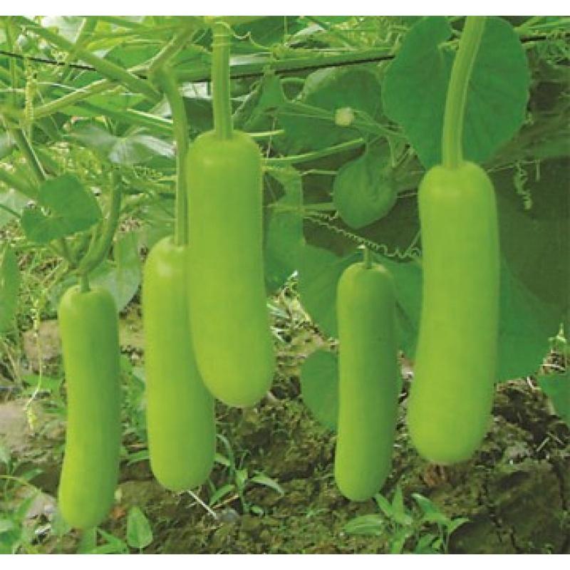 Hạt Giống Bầu Lai Xanh F1 CT04 - Gói 10 hạt