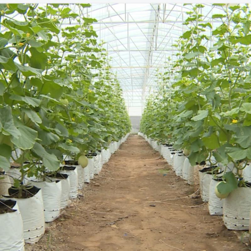 Bộ 20 Túi trồng PE trồng cà chua, ớt, dưa lưới