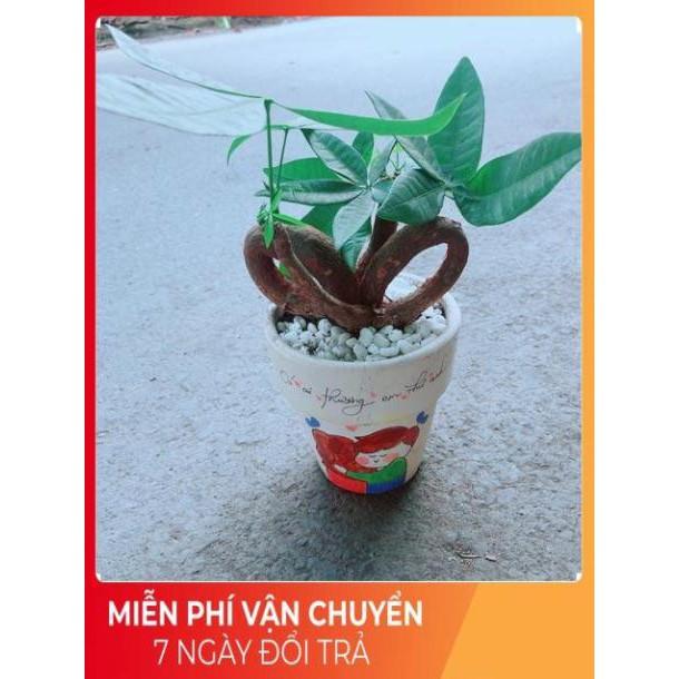 Chậu Kim Ngân Nơ