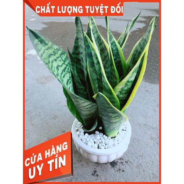 Chậu Lưỡi Hổ