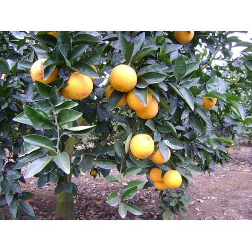 CÂY GIỐNG CAM VINH SIÊU NGON SIÊU QUẢ- CAM KÊT GIỐNG CHUẨN F1 - CGCVSNSQ