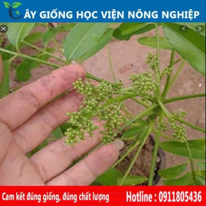 Sản phẩm Cây Ăn Trái cây cóc thái sai quả, ăn ngon làm cảnh đẹp