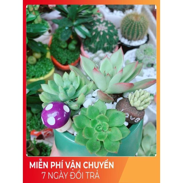 Chậu Sen Đá Tiểu Cảnh