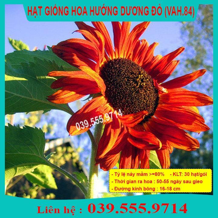 HẠT GIỐNG HƯỚNG DƯƠNG ĐỎ  GIỐNG CHUẨN, CHẤT LƯỢNG TỐT
