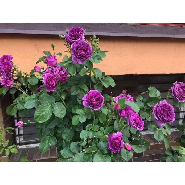 Cây hoa hồng ngoại Minerva tím đậm đà