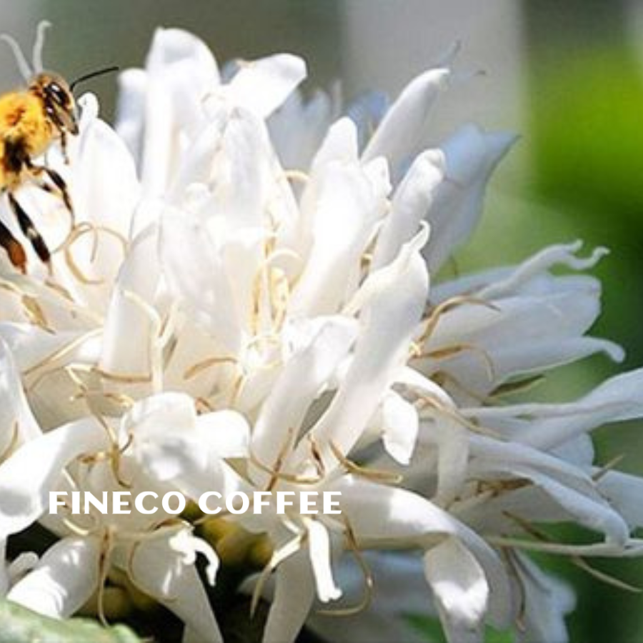 Mật ong hoa cà phê nguyên chất Đắk Lắk, hương vị ngọt ngào của núi rừng Tây Nguyên, Fineco|Hũ thủy tinh 830ml|