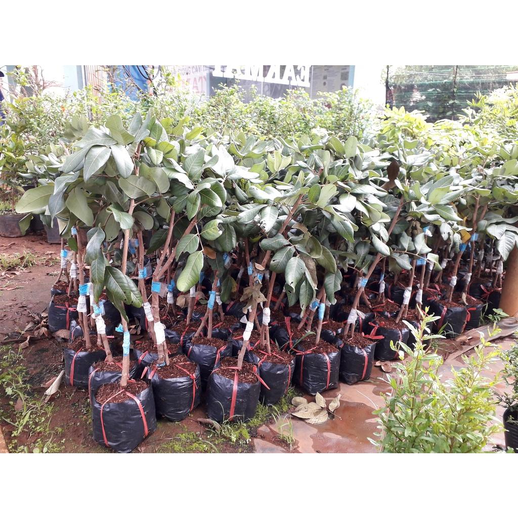 Cây giống Thanh Nhãn Siêu trái.