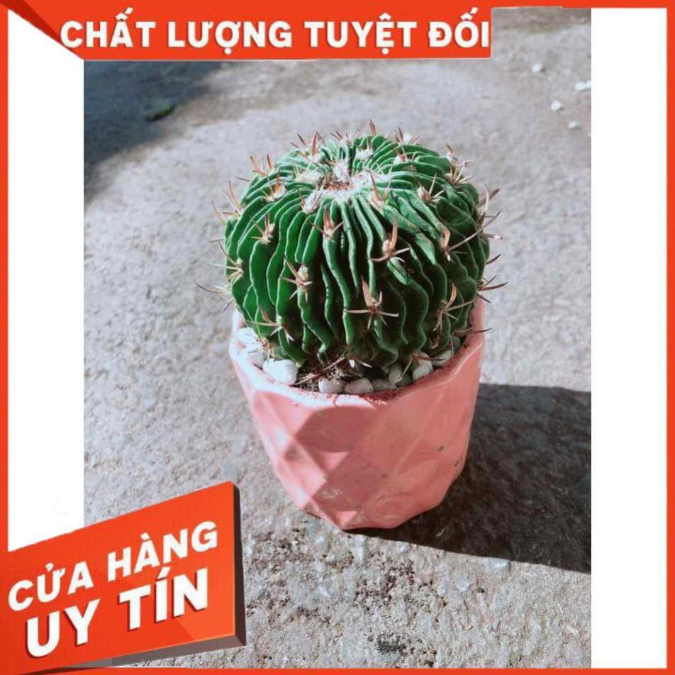 Chậu Xương Rồng Trúc Ngọc Nhiều Người Mua